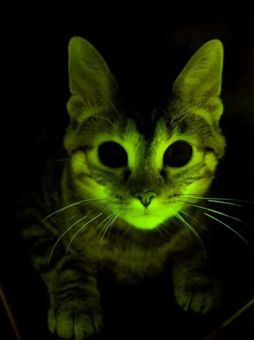 Foto retirada do site do Gato Radioativo. Ao que tudo indica ele também vai ser bioluminescente.
